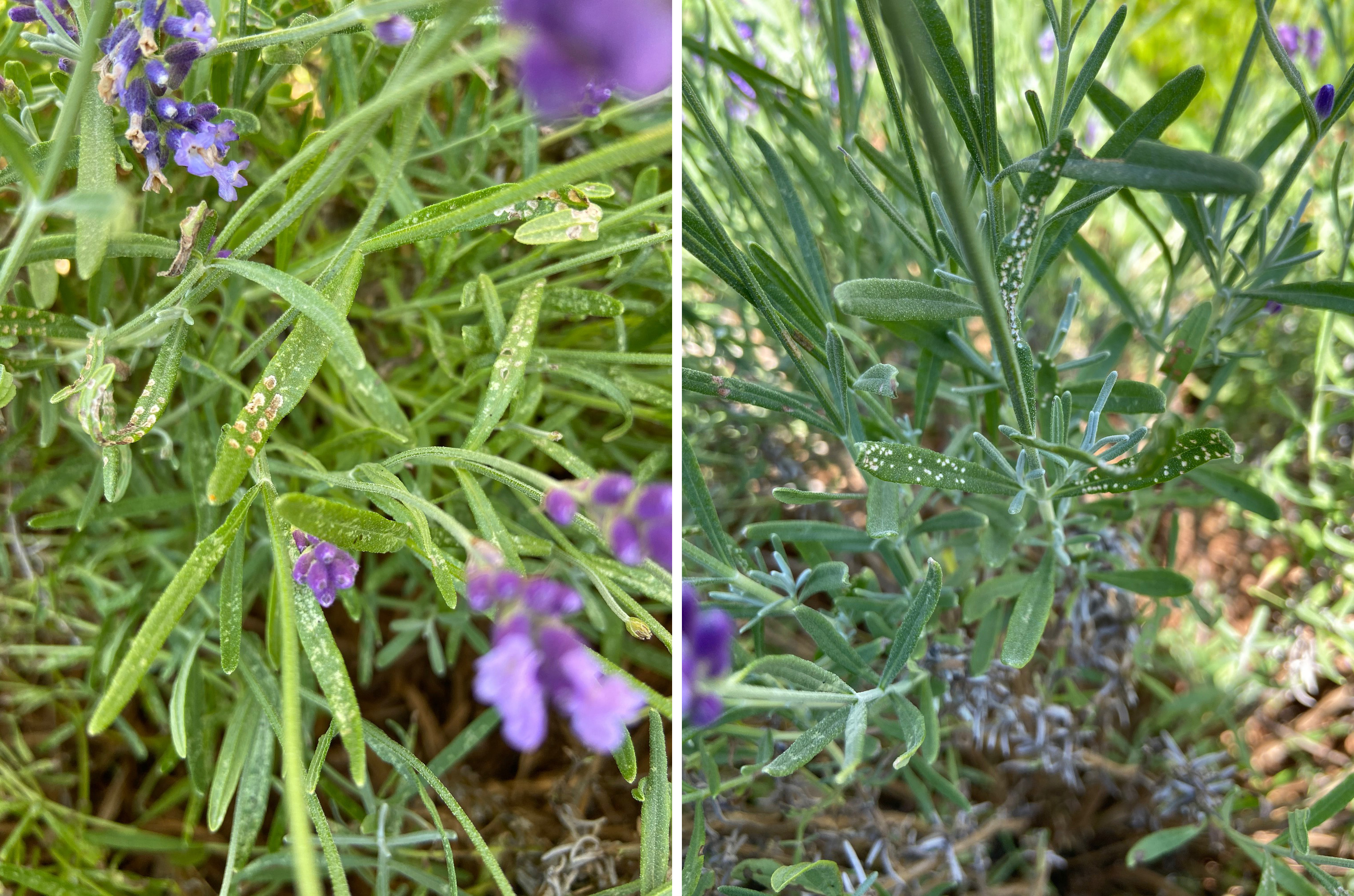 Fourlined plant bug damage on lavender